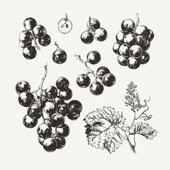 Vintage illustration of ink drawn wine grape