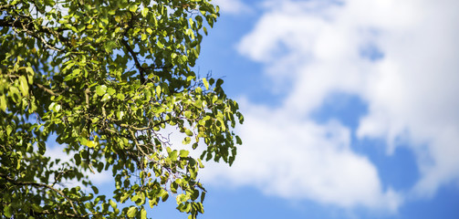 Web banner of green tree with leaves and cloudy blue sky - fresh air concept