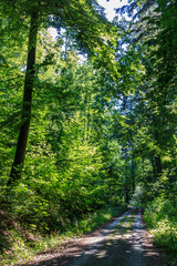 Wanderweg durch den Stromberg
