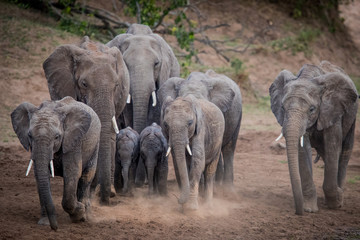 Obraz na płótnie Canvas tusker / elefant - masai mara