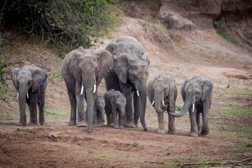 tusker / elefant - masai mara