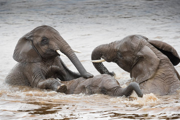 tusker / elefant - masai mara