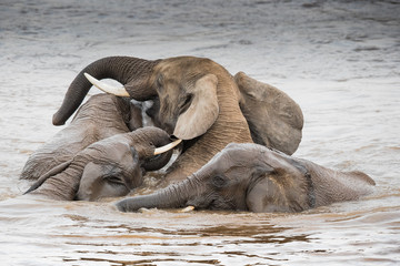 tusker / elefant - masai mara