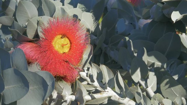 bees collect pollen from eucalyptus macrocarpa,  a mallee eucalyptus noted for its large, spectacular flowers