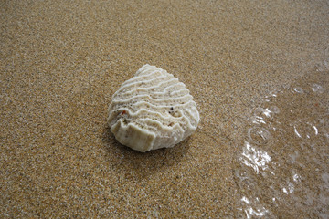 coral on the beach