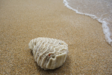 coral on the beach