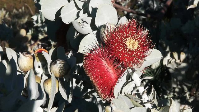 close up of two blossoms on a eucalyptus macrocarpa, a mallee eucalyptus that is native to the south-west of western australia and noted for its large, spectacular flowers