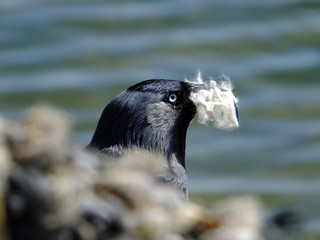 Jackdaw with nesting material, lobster pots in foreground