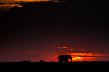 tusker / elefant - masai mara