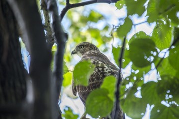 Northern Harrier (Circus cyaneus)