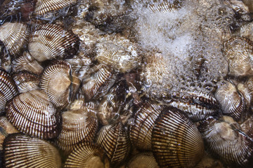 cockles in water in detail, sea food as a background