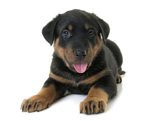 puppy beauceron in studio