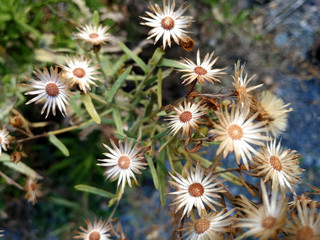 Obraz premium leaves of wild plants on the meadow