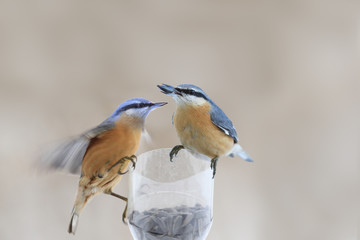 Two nuthatch on the trough. The one that took the food has not left yet... There is a high...