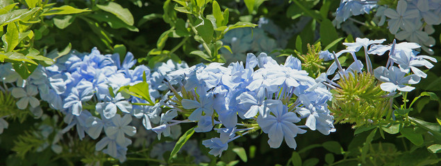 Fleurs de Plumbago