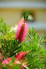 Callistemon citrinus (Crimson Bottlebrush) in natural habitat