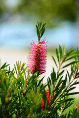 Callistemon citrinus (Crimson Bottlebrush) in natural habitat