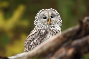 He lives in Europe and Asia, on the Czech territory only occurs very rarely in the area of the Beskydy mountains and the Bohemian Forest and Bohemian Forest. Strix uralensis. 