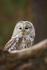 He lives in Europe and Asia, on the Czech territory only occurs very rarely in the area of the Beskydy mountains and the Bohemian Forest and Bohemian Forest. Strix uralensis. 