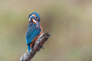Eisvogel