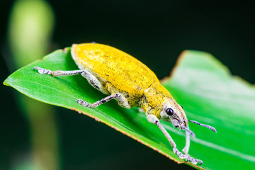 Male Gold Dust Weevil (Arthropoda: Insecta: Coleoptera: Curculionidae: Entiminae: Tanymecini:...