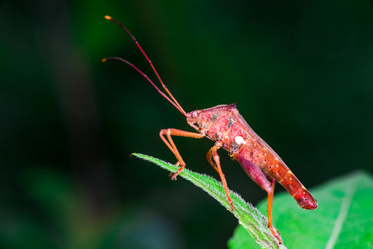 Stink, Florida Leaf-footed Bug (Arthropoda: Insecta: Hemiptera: Heteroptera: Pentatomomorpha: Coreidae: Acanthocephala Femorata) posing and sitting on a green leaf and isolated with black background