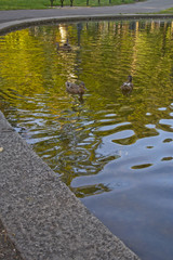 Ducks in pond
