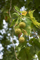 Platanus x acerifolia