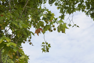Fototapeta premium Platanus x acerifolia