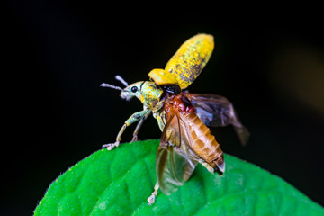 Blurry female Gold Dust Weevil (Coleoptera: Curculionidae: Entiminae: Tanymecini: Piazomiina: Hypomeces squamosus) hardened forewings raised, hindwings unfolding on a leaf isolated black background