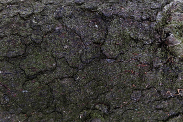 moss texture background green on wood