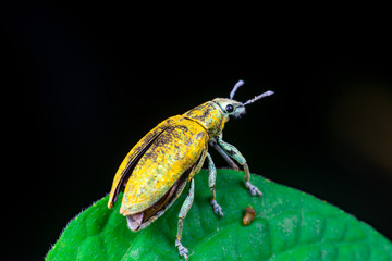 Blurry female Gold Dust Weevil (Arthropoda: Insecta: Coleoptera: Curculionidae: Entiminae:...