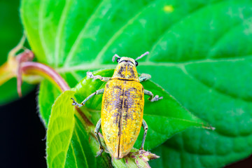 Blurry female Gold Dust Weevil (Coleoptera: Curculionidae: Entiminae: Tanymecini: Piazomiina: Hypomeces squamosus) ready to raise hardened forewings and unfold wings on leaf isolated black background