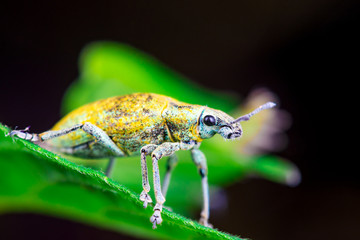 Female Gold Dust Weevil (Arthropoda: Insecta: Coleoptera: Curculionidae: Entiminae: Tanymecini:...