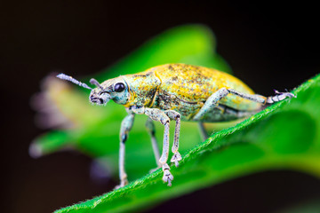 Female Gold Dust Weevil (Arthropoda: Insecta: Coleoptera: Curculionidae: Entiminae: Tanymecini:...