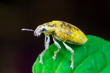 Female Gold Dust Weevil (Arthropoda: Insecta: Coleoptera: Curculionidae: Entiminae: Tanymecini: Piazomiina: Hypomeces squamosus) standing and waiting on a green leaf isolated with black background