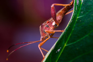 Stink, Florida Leaf-footed Bug (Arthropoda: Insecta: Hemiptera: Heteroptera: Pentatomomorpha: Coreidae: Acanthocephala Femorata) crawling on a green leaf and isolated with dark and black background