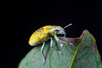 Female Gold Dust Weevil (Arthropoda: Insecta: Coleoptera: Curculionidae: Entiminae: Tanymecini: Piazomiina: Hypomeces squamosus) standing and waiting on a green leaf isolated with black background