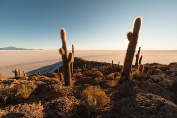 Uyuni Salt Flat at sunrise, travel destination in Bolivia and South America. Summit of the Isla Incahuasi with glowing cactus.