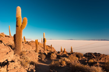Uyuni Salt Flat at sunrise, travel destination in Bolivia and South America. Summit of the Isla Incahuasi with glowing cactus.