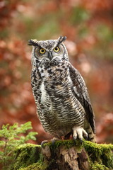 Bubo virginianus. Beautiful owl. He lives in North America. Autumn colors in the photo. Protected bird.