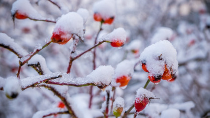 Melting snow on rose-hips symbolises coming of spring and global warming.