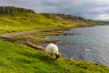 Obraz na płótnie Canvas Scotland sheep grazing meadow