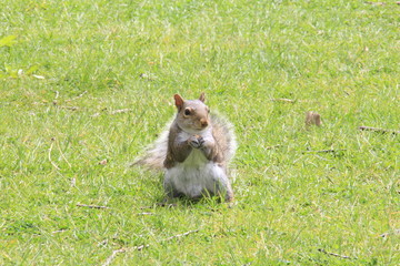 Squirell poses eating and running