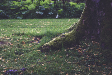 Naklejka na ściany i meble Tree trunk in a park in Scotland