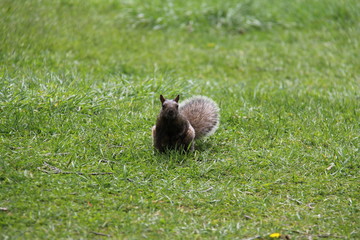 Squirell poses eating and running