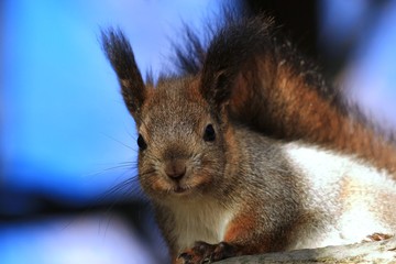 furry red squirrel