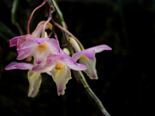 Fototapeta na wymiar A miniature Orchid in a tropical forest. Dark background. 