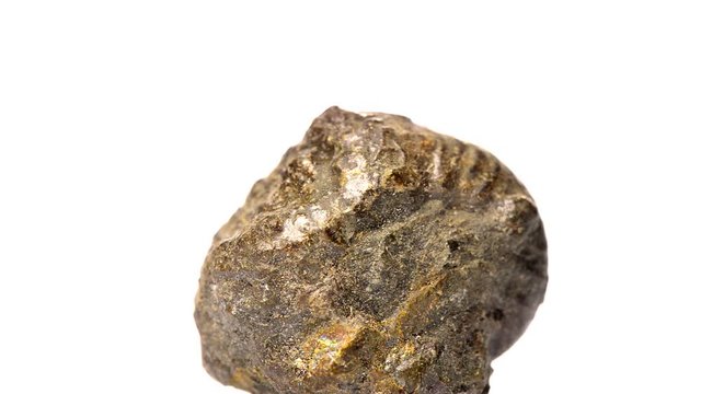 Ammonit, pyritisiert, Nahaufnahme
