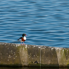 Brandgans, Tadorna tadorna, sich ausruhend in Hamburg Finkenwerder
